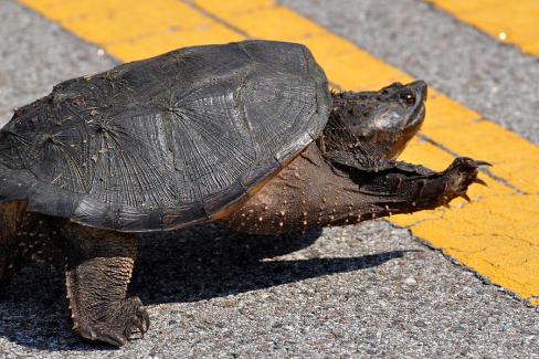 almost-there-kelli-reed